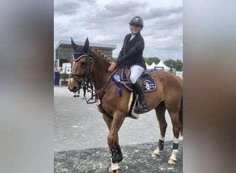 Belgisch Warmbloed, Merrie, 12 Jaar, 162 cm, Donkere-vos, in Forville