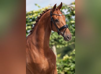 KWPN, Gelding, 9 years, 16,2 hh, Chestnut-Red, in Goch,