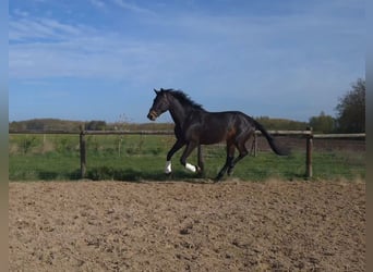 KWPN, Stallone, 4 Anni, 180 cm, Baio scuro, in Werkhoven