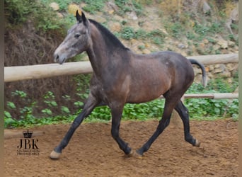 PRE, Stallion, 1 year, 14.3 hh, Brown Falb mold, in Tabernas Almeria,