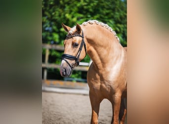 PRE Mix, Hengst, 3 Jaar, 163 cm, Palomino, in Poeldijk