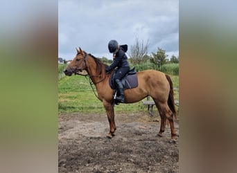 Suche Reitbeteiligung (RsP) Preis