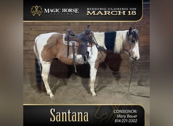 American Quarter Horse, Ruin, 14 Jaar, 152 cm, Tobiano-alle-kleuren, in Fryburg,