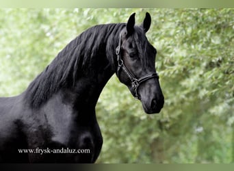 Frisones, Semental, 3 años, 164 cm, Negro, in Mijnsheerenland,