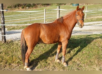 Poney New Forest, Hongre, 4 Ans, 144 cm, Alezan, in Saint-Fréjoux