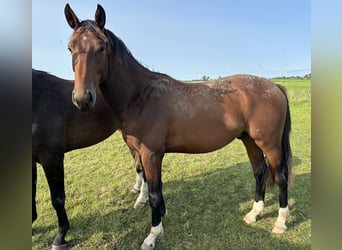 Caballo castrado 3 años