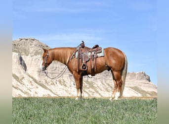 American Quarter Horse, Wallach, 4 Jahre, Rotfuchs, in Bayard, Nebraska,