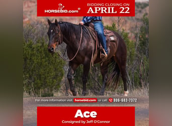 Quarter horse américain, Hongre, 7 Ans, 155 cm, Bai cerise, in Canyon, TX,