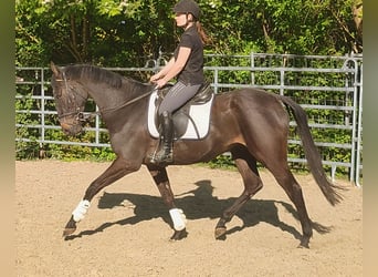 Irish Sport Horse, Wallach, 4 Jahre, 168 cm, Schwarzbrauner, in Blomberg