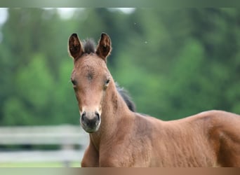 Austrian Warmblood, Mare, Foal (05/2024), Brown, in Haag am Hausruck,