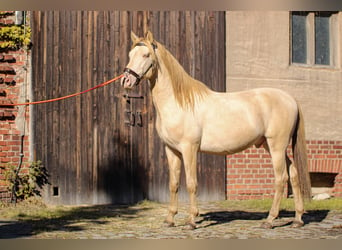 PRE, Stallion, 4 years, 16 hh, Perlino, in Kubschütz,