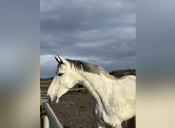 Mare 8 years