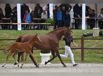 Mecklenburg Warmblood, Stallion, 1 year, Chestnut-Red, in Barth,
