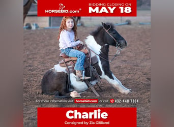 Weitere Ponys/Kleinpferde, Wallach, 7 Jahre, 112 cm, Schecke, in Edgewood