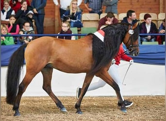 Mustang (amerikaans), Hengst, 16 Jaar, 155 cm, Falbe
