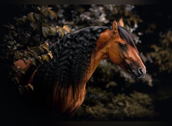 Mustang (amerikaans), Hengst, 16 Jaar, 155 cm, Falbe
