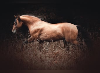 Mustang (amerikaans), Hengst, 16 Jaar, 155 cm, Falbe