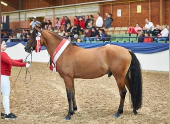 Mustang (amerikaans), Hengst, 16 Jaar, 155 cm, Falbe