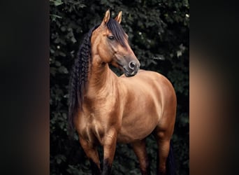 Mustang (amerikaans), Hengst, 16 Jaar, 155 cm, Falbe