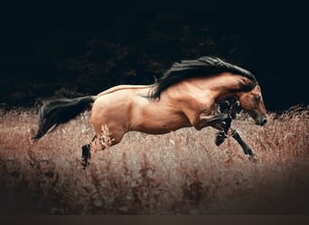 Mustang (amerikaans), Hengst, 16 Jaar, 155 cm, Falbe