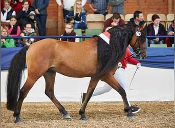 Mustang, Semental, 15 años, 155 cm, Bayo
