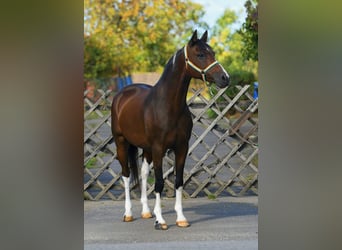 Deutsches Reitpony, Wallach, 10 Jahre, 150 cm, Brauner, in Grieselstein