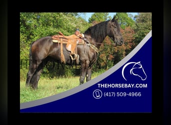 Konie fryzyjskie, Wałach, 6 lat, 163 cm, Kara, in Cochranville, PA,