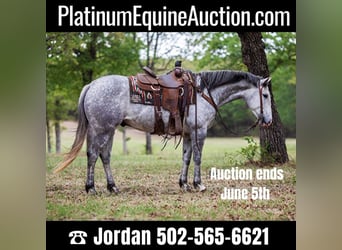 American Quarter Horse, Ruin, 8 Jaar, 152 cm, Schimmel, in Weatherford TX,
