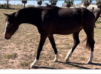 Koń oldenburski dawnego typu, Klacz, 2 lat, in Alquerias De Santa Barbara,