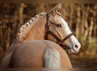 German Riding Pony, Gelding, 10 years, 14.2 hh, Palomino, in Seevetal,