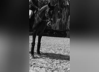Mare 12 years