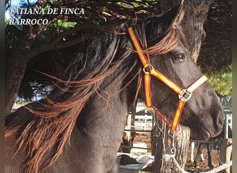 Knabstrup Mix, Mare, 5 years, 15,1 hh, Black, in Chiclana de la Frontera,