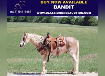Tennessee Walking Horse, Wallach, 12 Jahre, 132 cm, Roan-Red, in Gerald, MO,