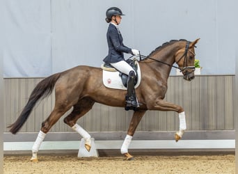 Westfaliano, Giumenta, 4 Anni, 170 cm, Sauro scuro, in Münster-Handorf