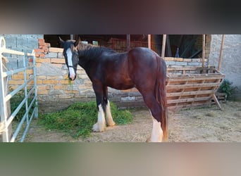 Shire Horse, Étalon, 3 Ans, 185 cm, Noir, in Rottleben,