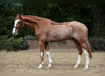 Cheval de selle allemand, Hongre, 7 Ans, 173 cm, Alezan, in Riedstadt,