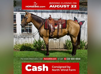 Quarter horse américain, Hongre, 14 Ans, 155 cm, Buckskin, in Millersburg, OH,