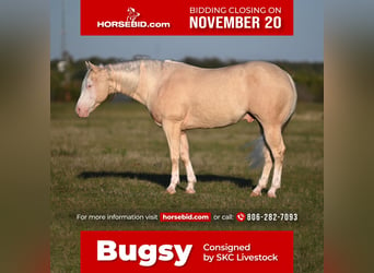 Quarter horse américain, Hongre, 8 Ans, 150 cm, Cremello, in Canyon, TX,