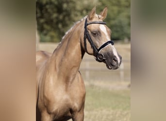 Mare 21 years