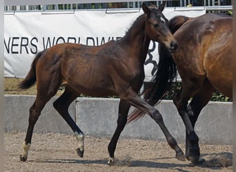 Trakehner, Giumenta, Puledri (03/2026), Baio scuro, in Günzburg