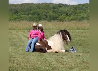 Gypsy Horse, Gelding, 5 years, 15 hh, Champagne, in Mount Vernon