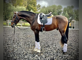 PRE, Stallion, 6 years, 16.2 hh, Brown, in San Jose del Valle, Jerez,