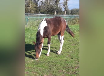 Paint Horse, Étalon, 2 Ans, 145 cm, Tobiano-toutes couleurs, in Gavere,