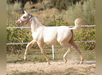 PRE Mix, Stallion, 5 years, 16 hh, Palomino, in MADRID,