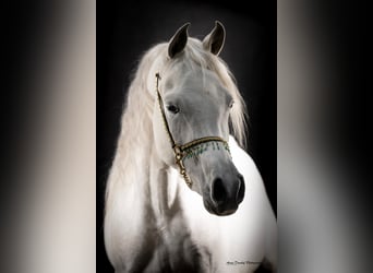 Volbloed Arabier, Hengst, 3 Jaar, , in Den Ham