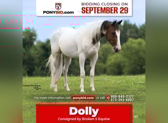 More ponies/small horses, Mare, 4 years, 13,3 hh, Pinto, in Bogard