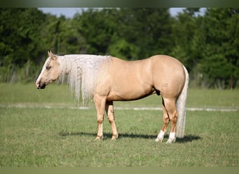 American Quarter Horse, Castrone, 4 Anni, Palomino, in Waco