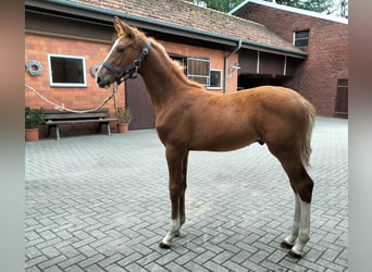 Westphalian, Stallion, 2 years, Chestnut-Red, in Reken,