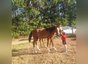 Stallion 1 year