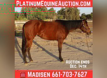 American Quarter Horse, Stute, 2 Jahre, 152 cm, Rotbrauner, in Bakersfield